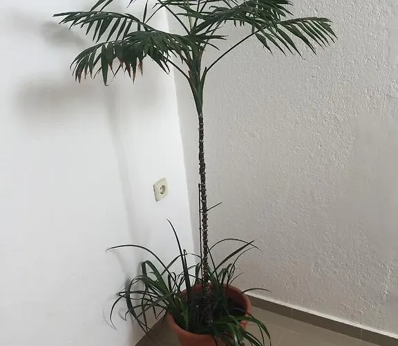 Complex Laguna-kantardzhiev プリモルスコ